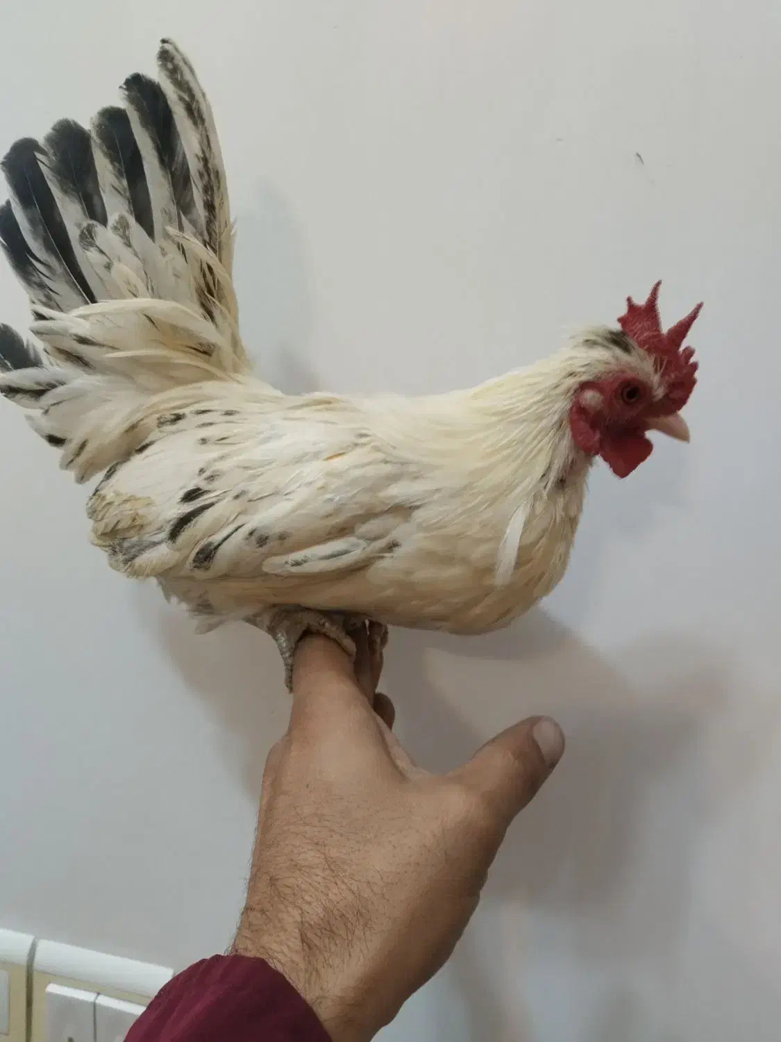 خروس مینیاتوری|حیوانات مزرعه|شهرضا, |دیوار