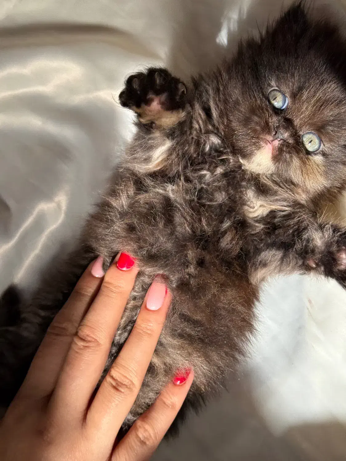 گربه پرشین|گربه|اهواز, بهارستان|دیوار