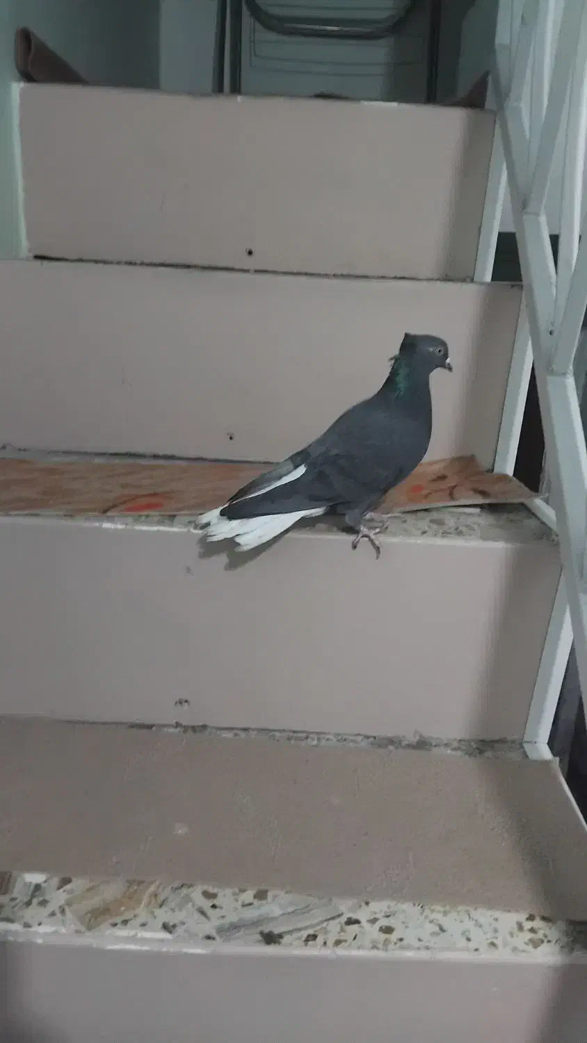 ۴ تا کبوتر|پرنده|بروجرد, |دیوار