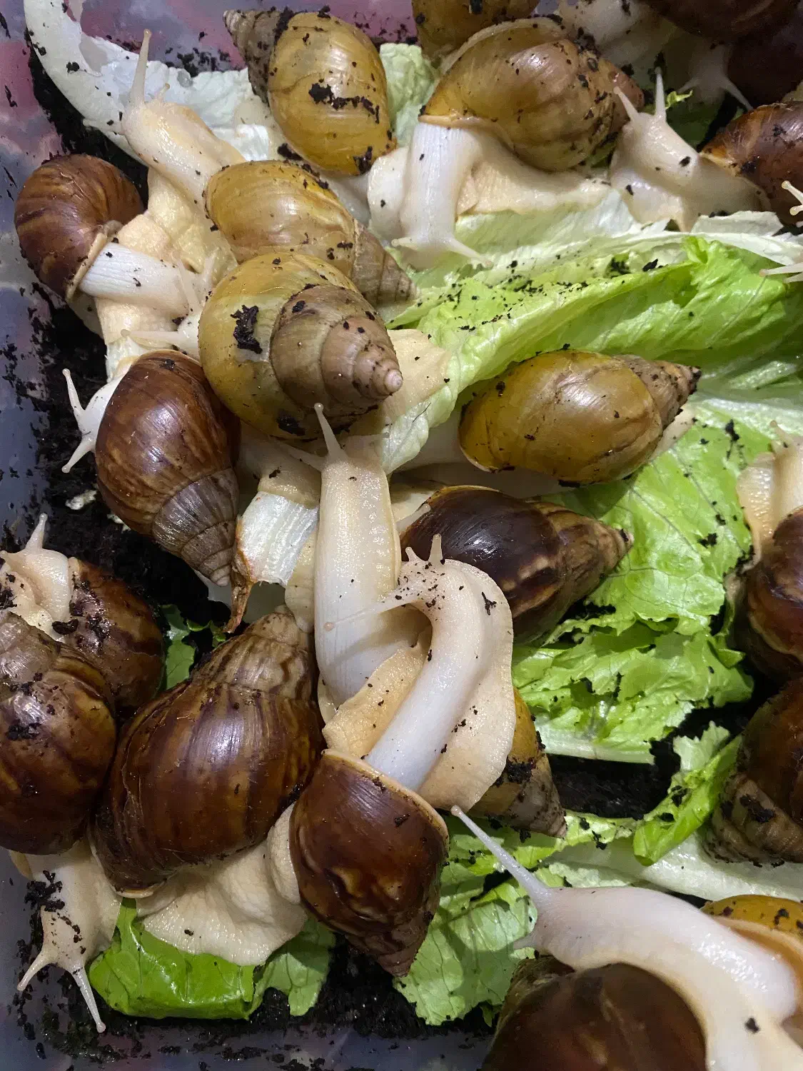 حلزون مولد|خزنده|شهریار, شهریار|دیوار