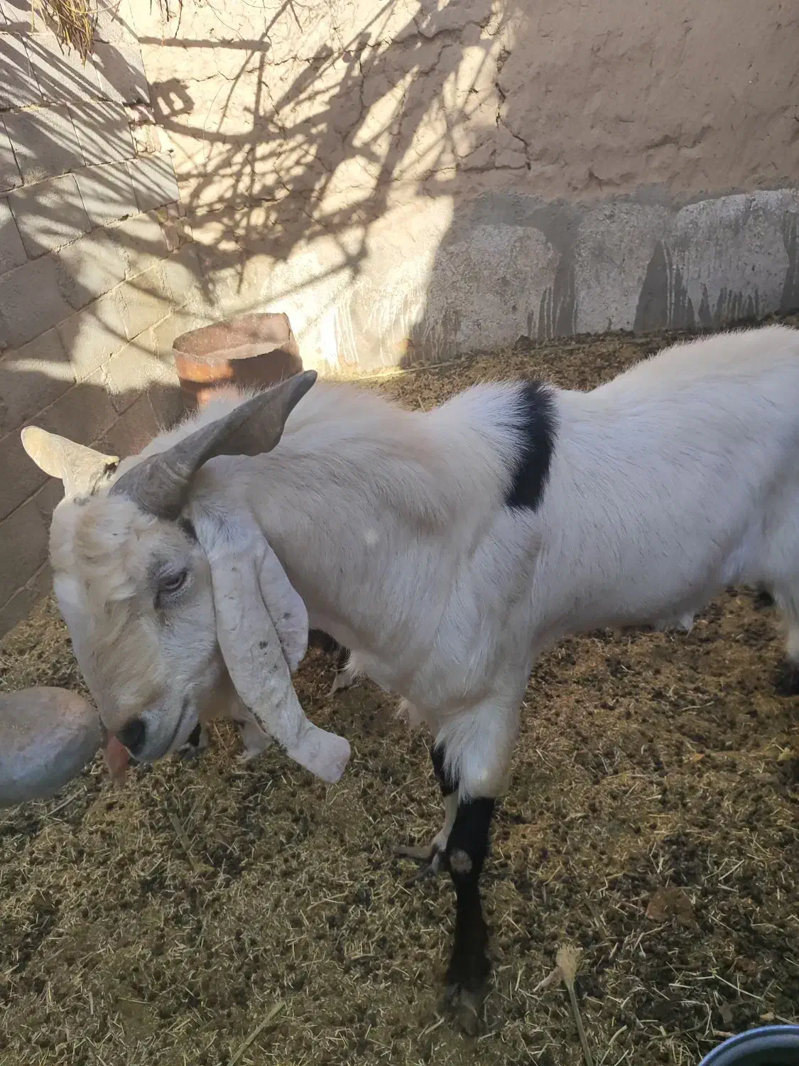 فروش پنج عدد بز و یک عدد چپش دورگ کاموری|حیوانات مزرعه|بافق, |دیوار