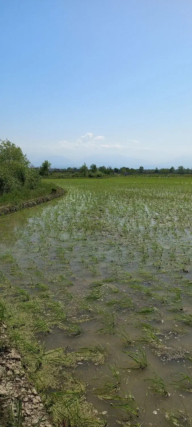 طارم اورگانیک|خوردنی و آشامیدنی|محمودآباد, |دیوار