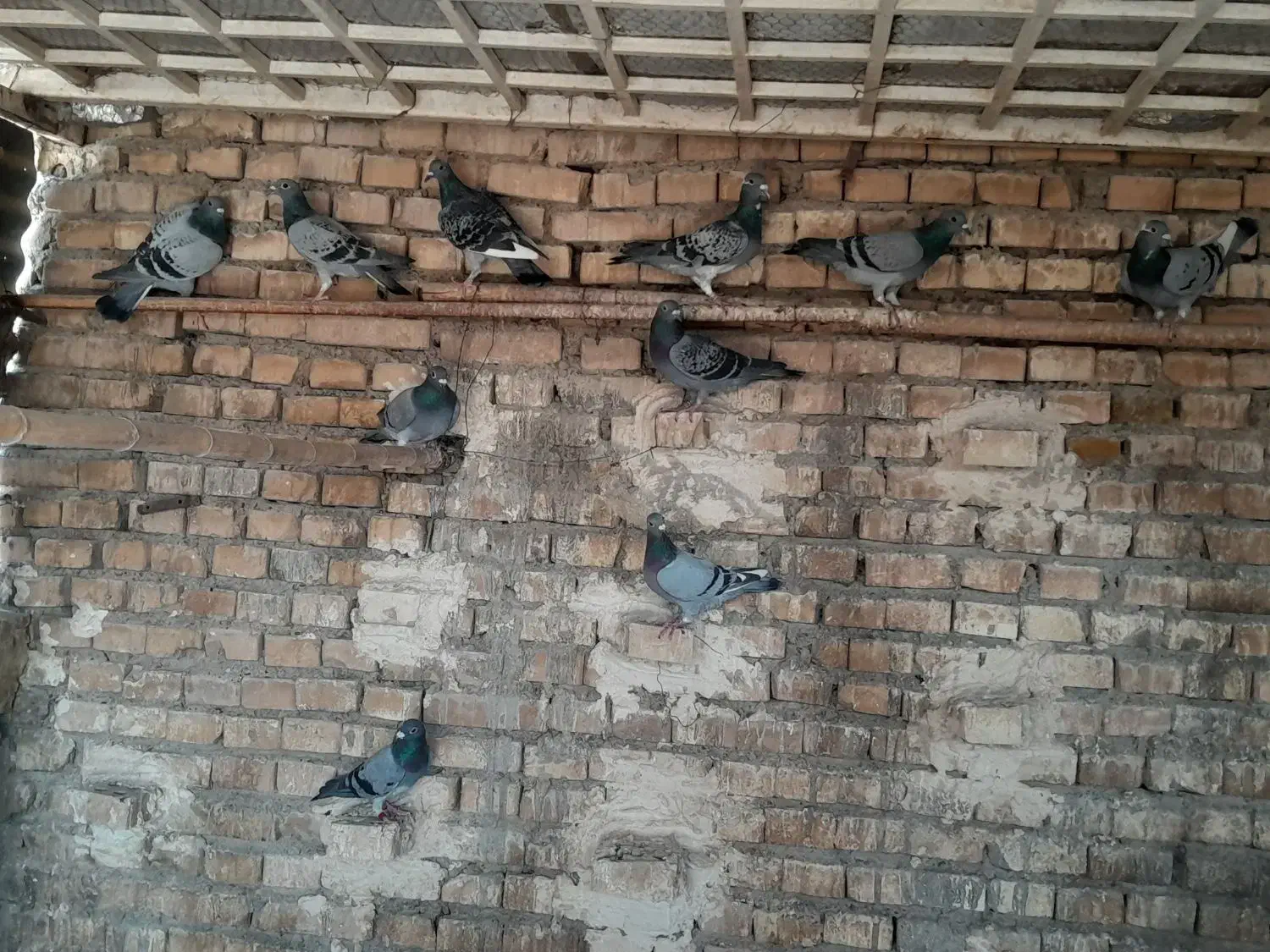 کبوتر|پرنده|کارون, |دیوار