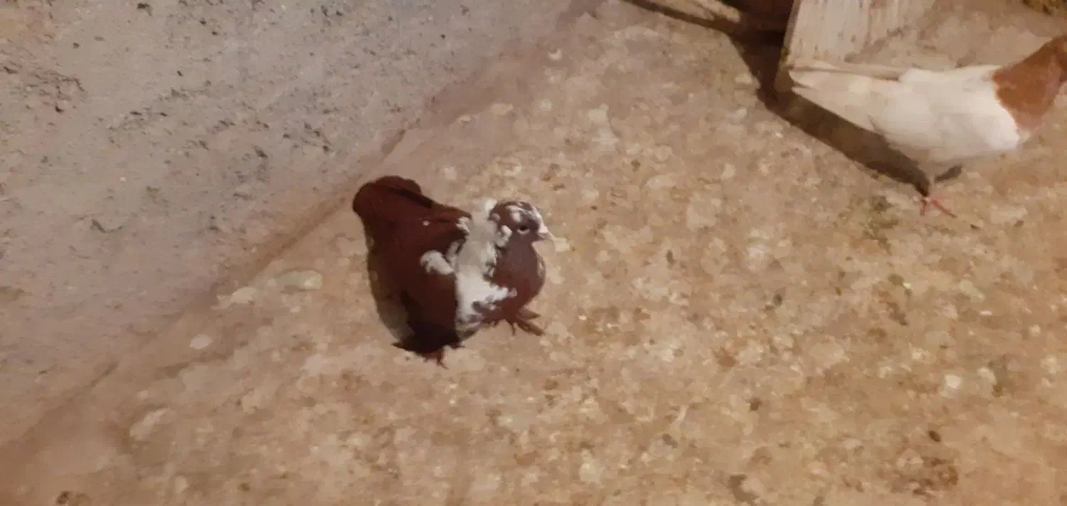 باسلام ککیلی نر جوان|پرنده|اردبیل, |دیوار