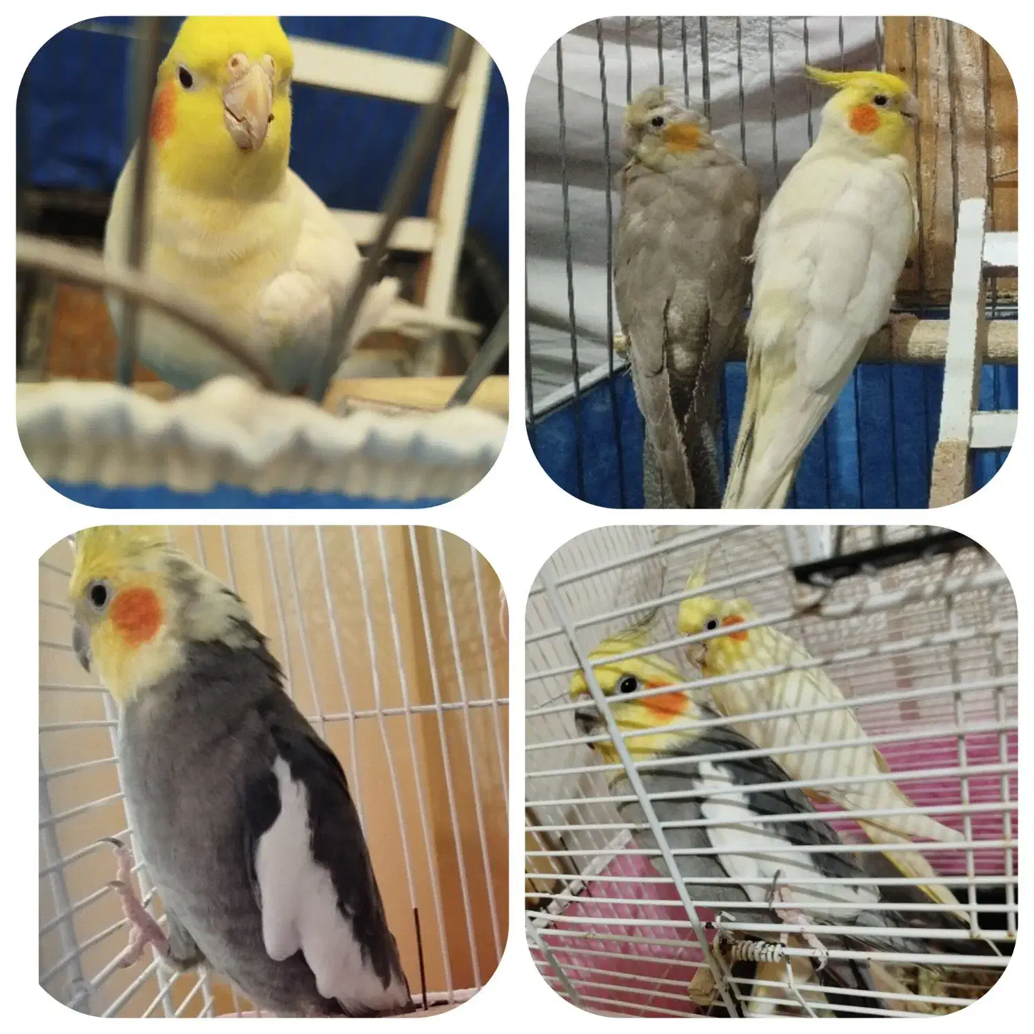 تعدادی عروس هلندی|پرنده|الوند, |دیوار