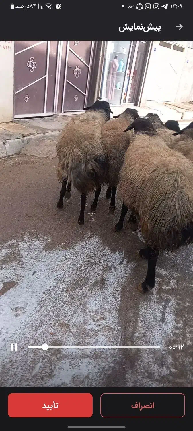 قوچ شال|حیوانات مزرعه|سردرود, |دیوار