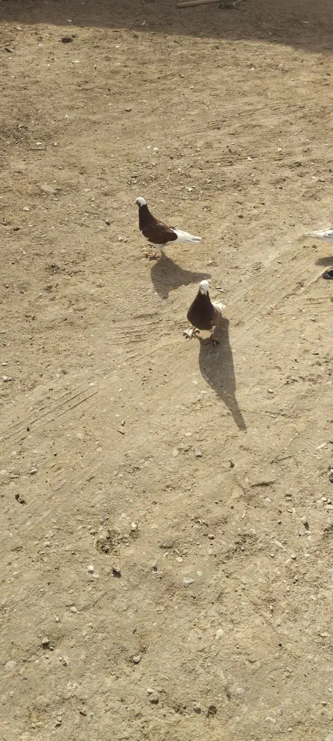 دو عدد کفتر|پرنده|نیمروز, |دیوار