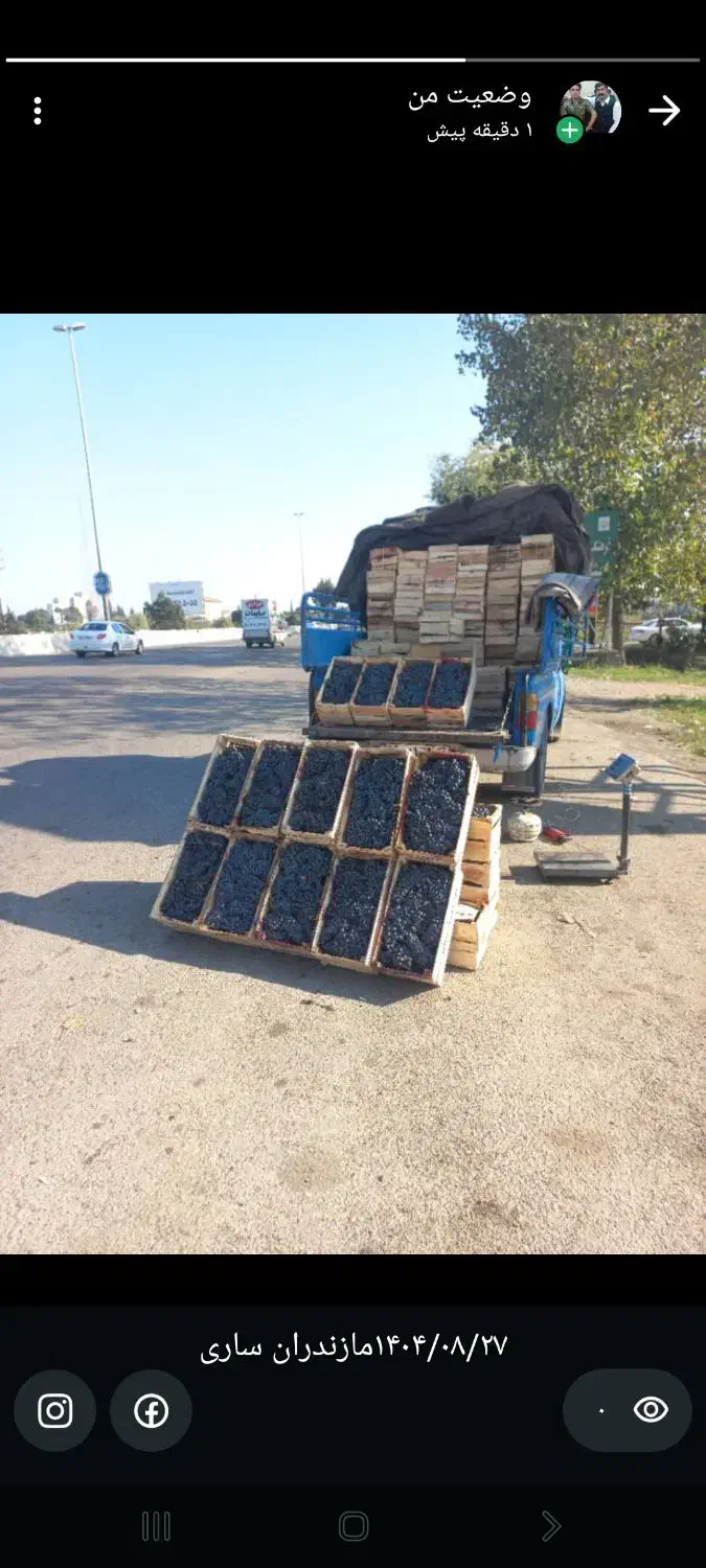 انگور دیم کوردستان|عمده‌فروشی|ساری, |دیوار