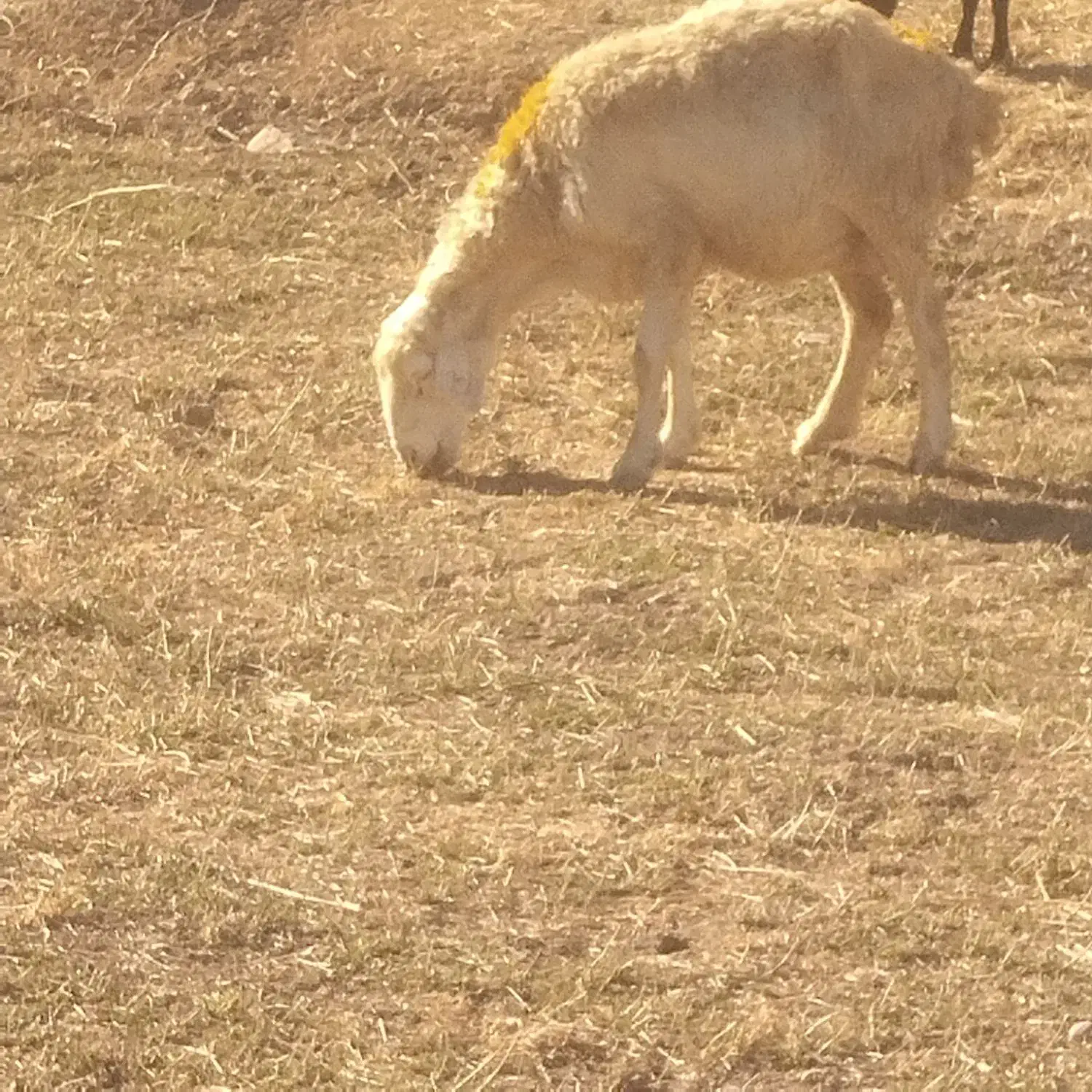 میش زاییده واوستن|حیوانات مزرعه|شیروان (خراسان), |دیوار