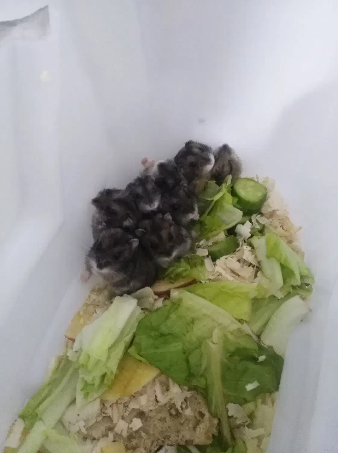 همستر|موش و خرگوش|محمدشهر, محمدشهر|دیوار