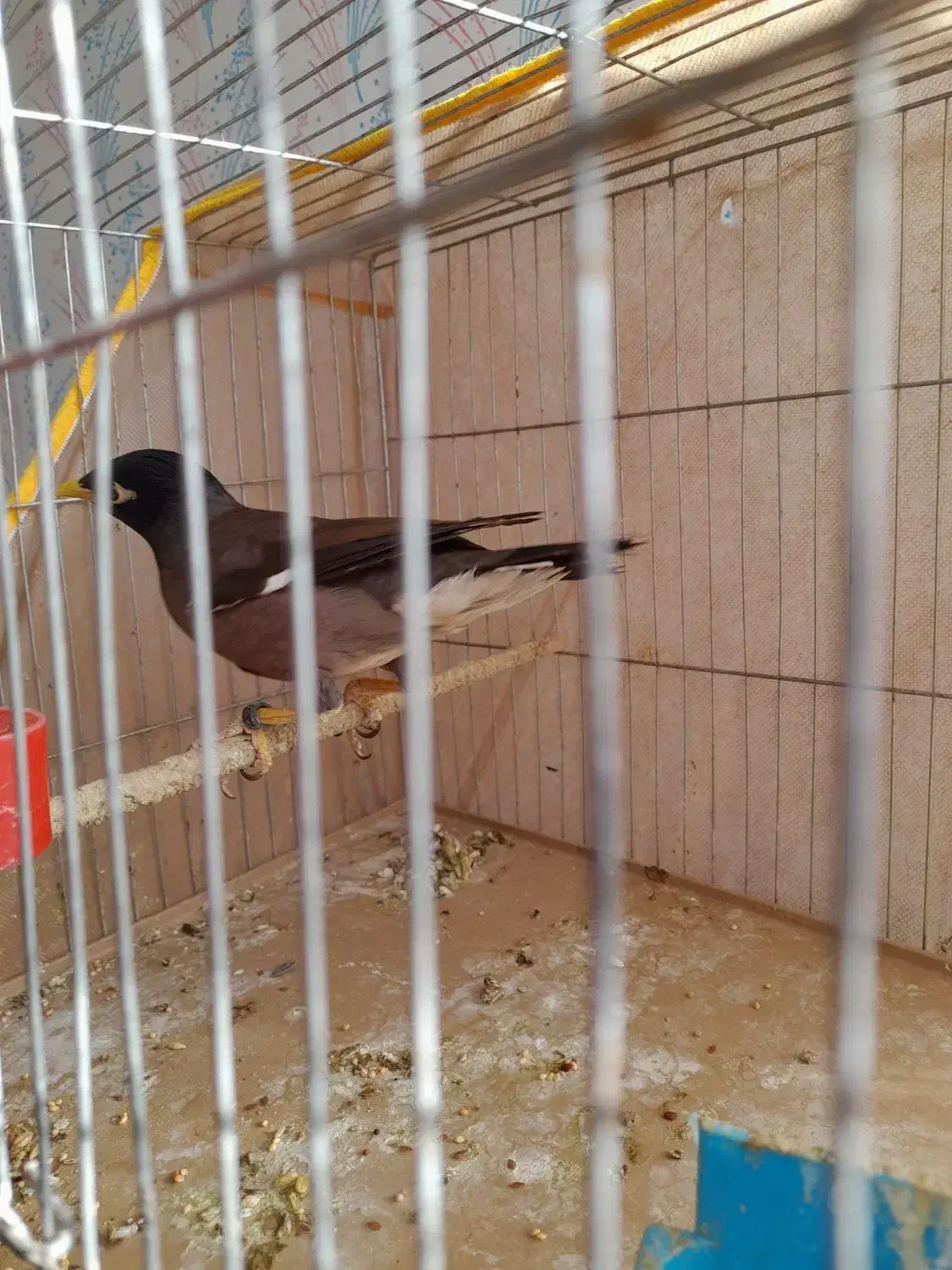 مرغ مینا|پرنده|کرمان, |دیوار