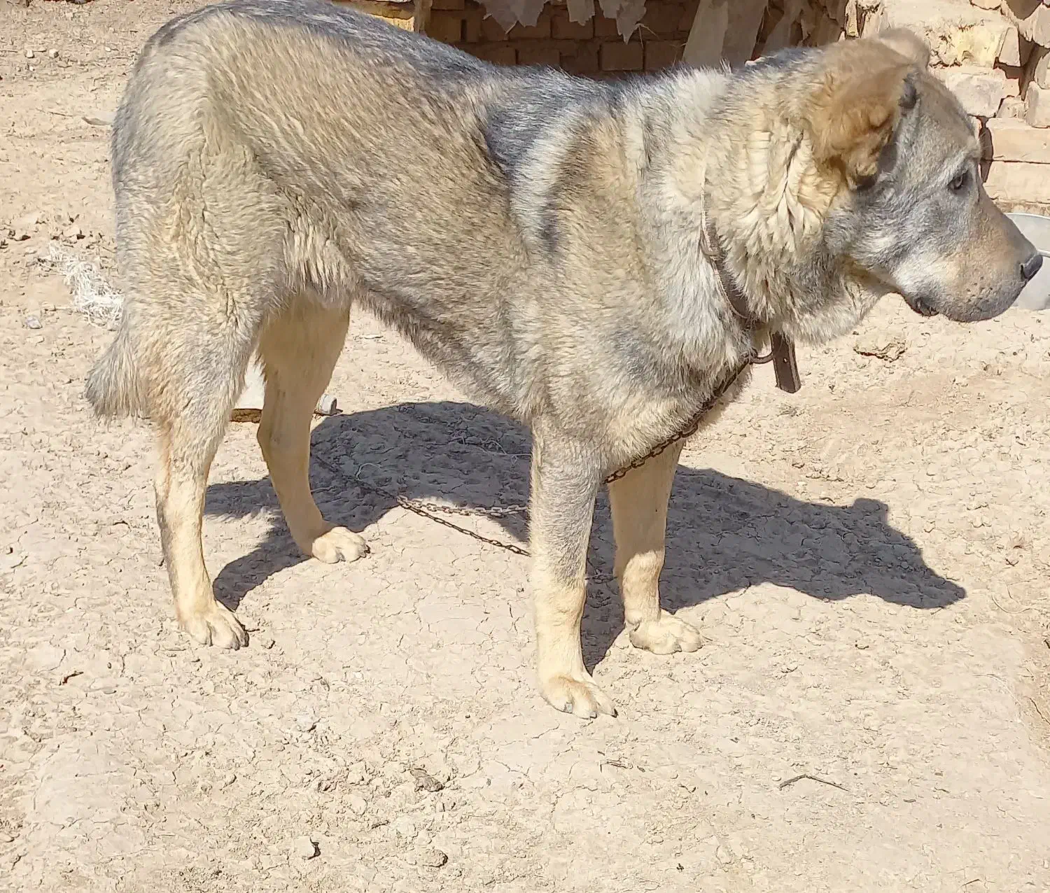 سگ پژدر|سگ|ایجرود, |دیوار