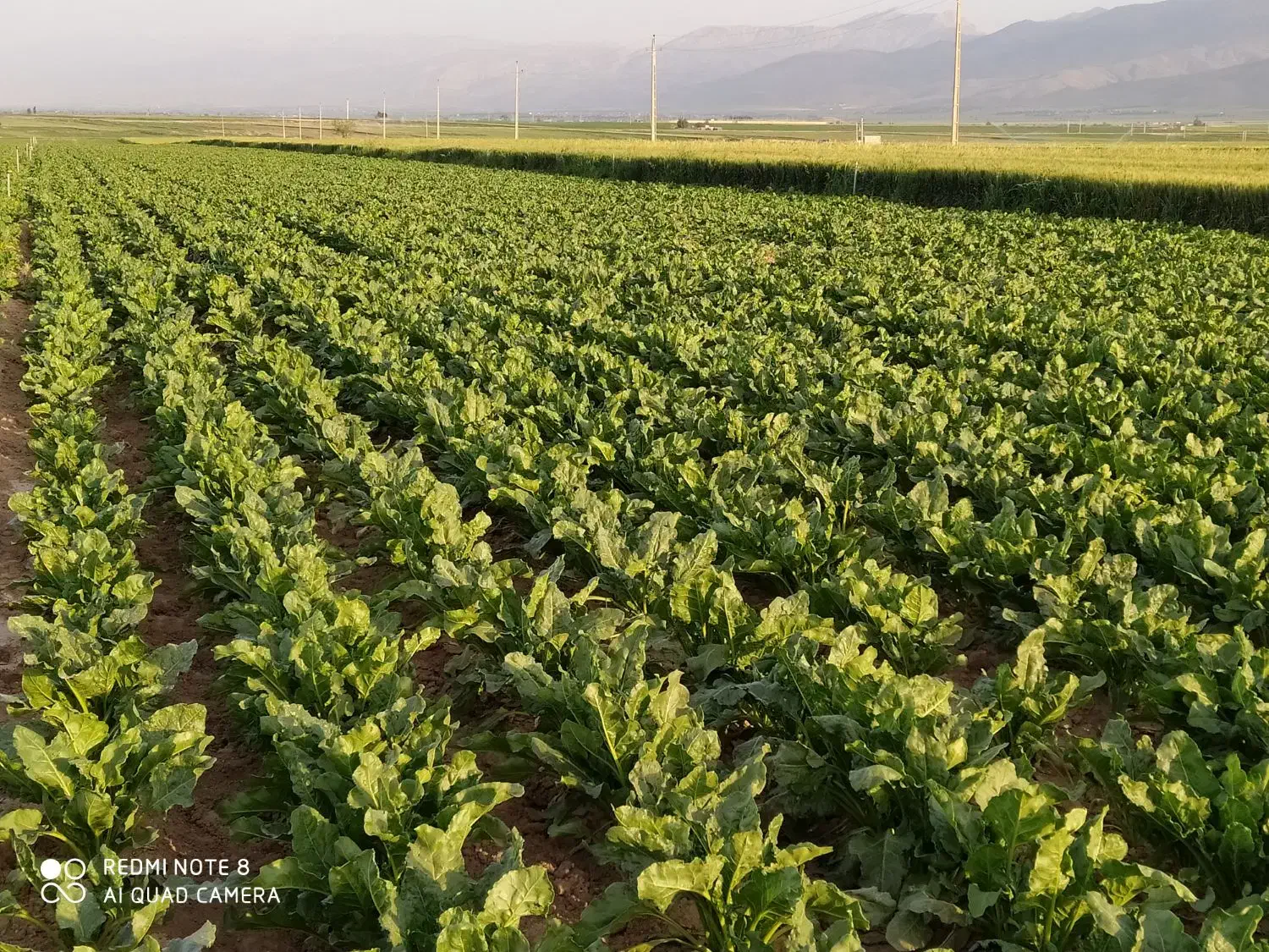 اجاره زمین کشاورزی بارانی ،همراه چاه عمیق برقی|اجارهٔ دفتر صنعتی، کشاورزی، تجاری|خزل, |دیوار