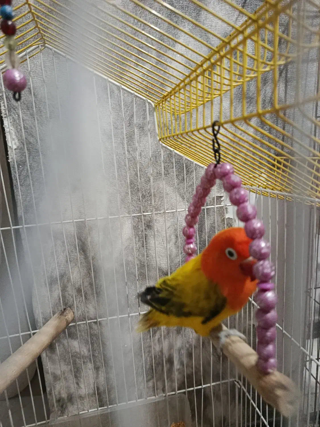 یوونیگ گلد|پرنده|فردیس, فردیس|دیوار