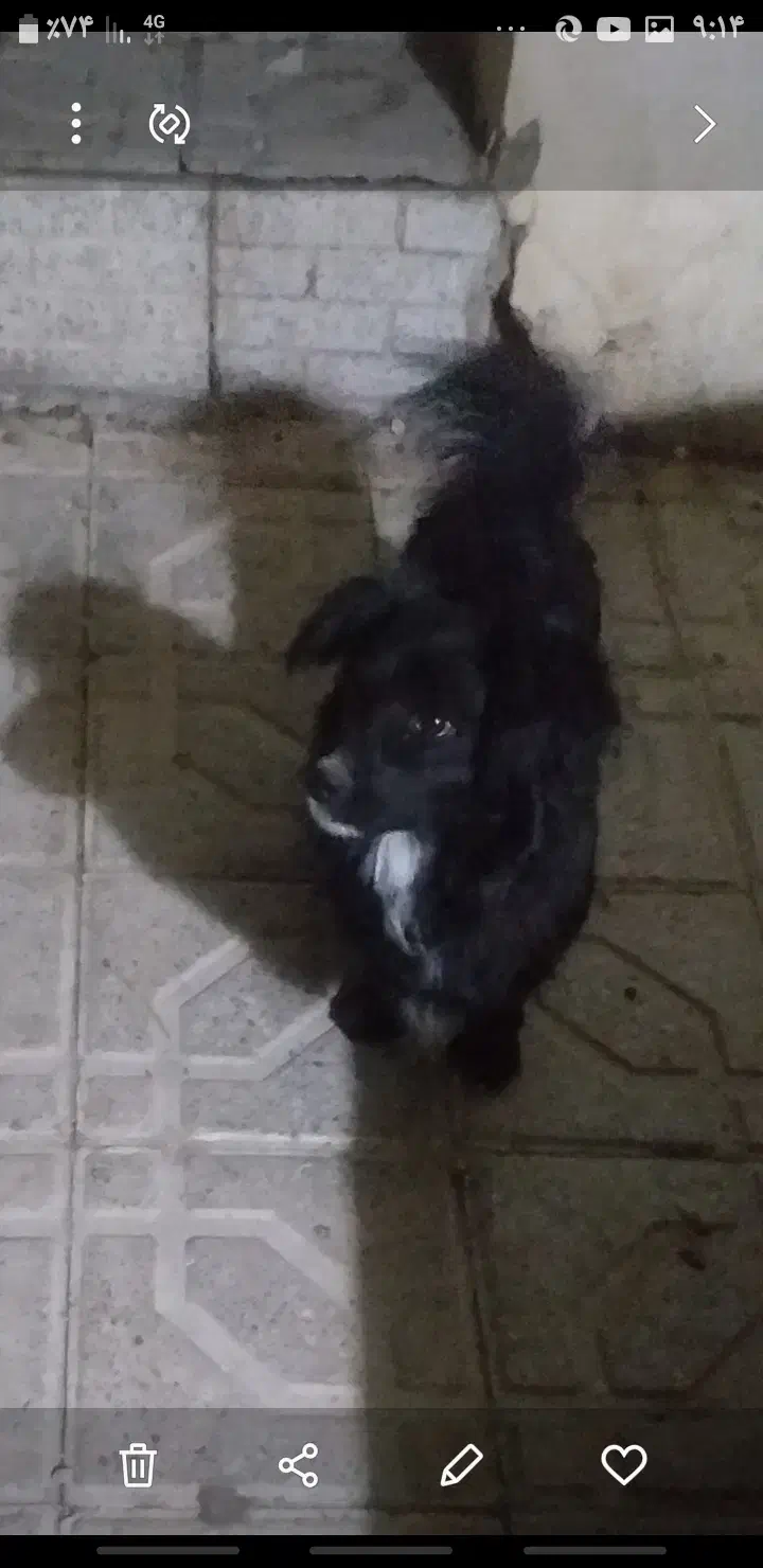 سگ پاپی خونگی حرف گوش کن|سگ|سمیرم, |دیوار