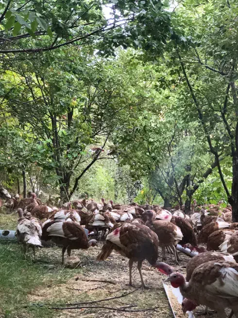 فروش تخم بوقلمون و جوجه بوقلمون بوربون|حیوانات مزرعه|تهران, امیریه|دیوار