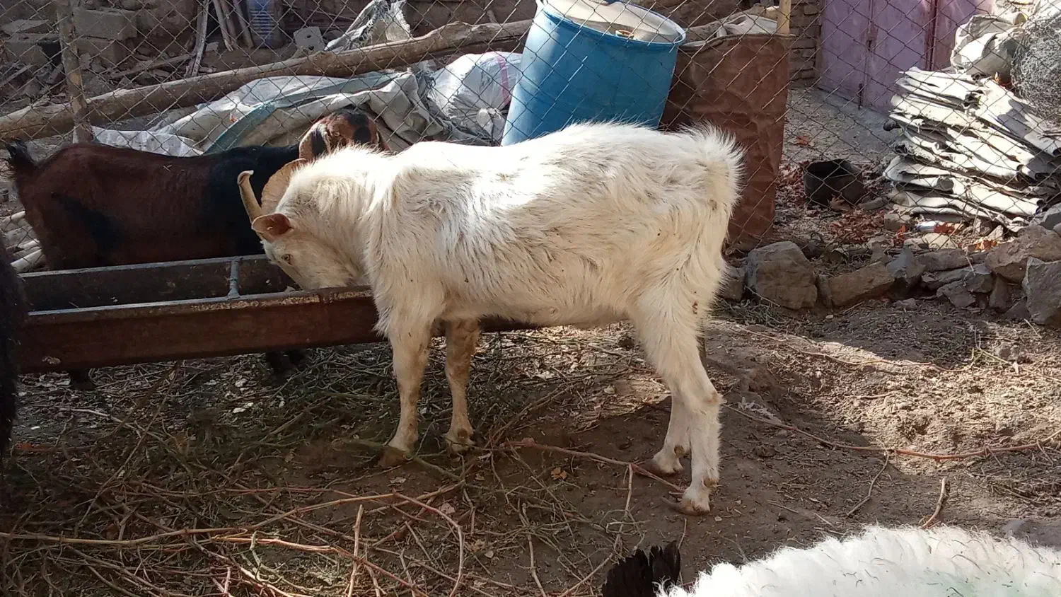 نر بز سانن|حیوانات مزرعه|سبزوار, قصبه شرقی|دیوار