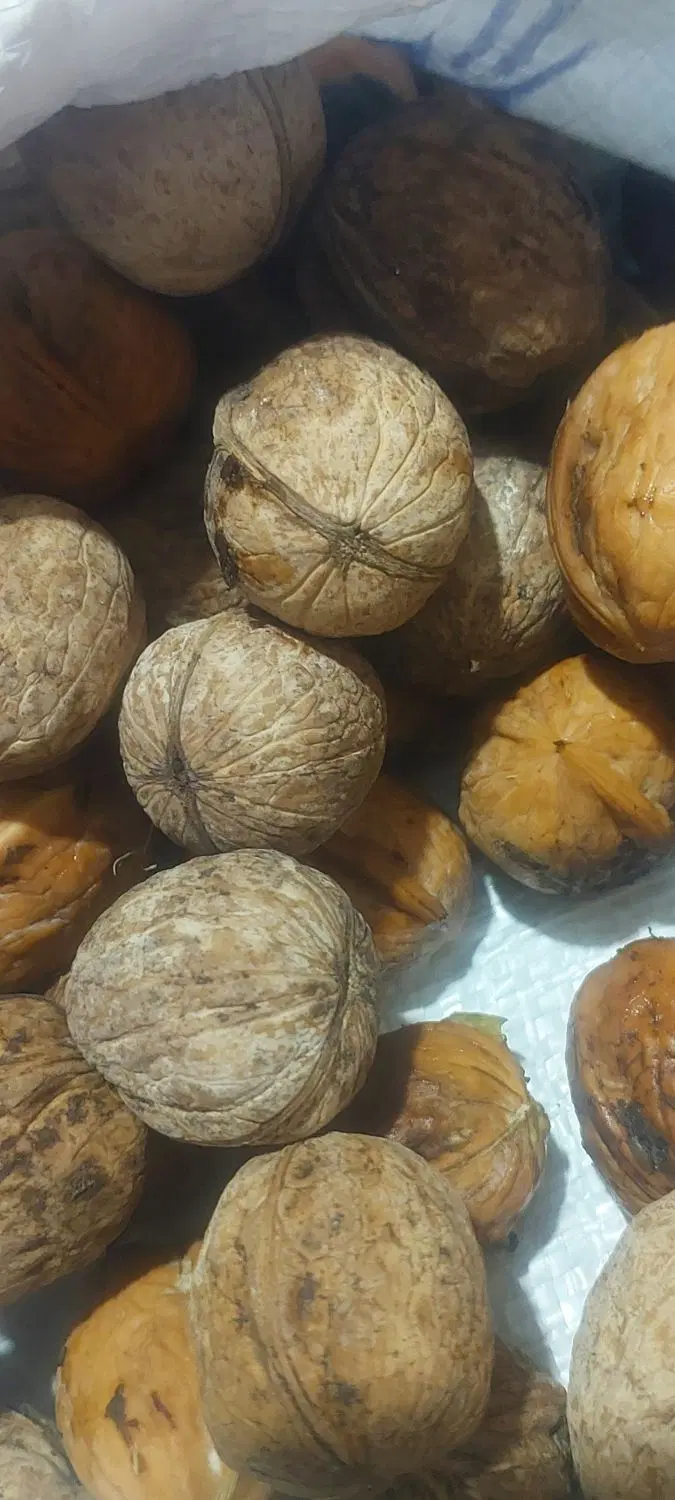 گردو|خوردنی و آشامیدنی|یاسوج, |دیوار