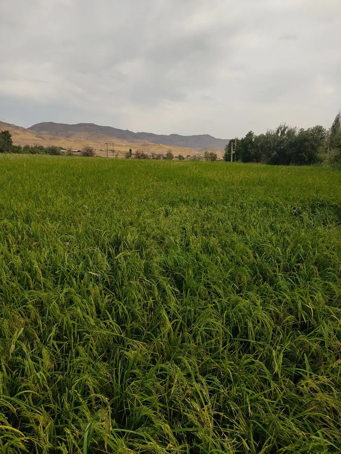 برنج درجه یک میانه|خوردنی و آشامیدنی|میانه, |دیوار