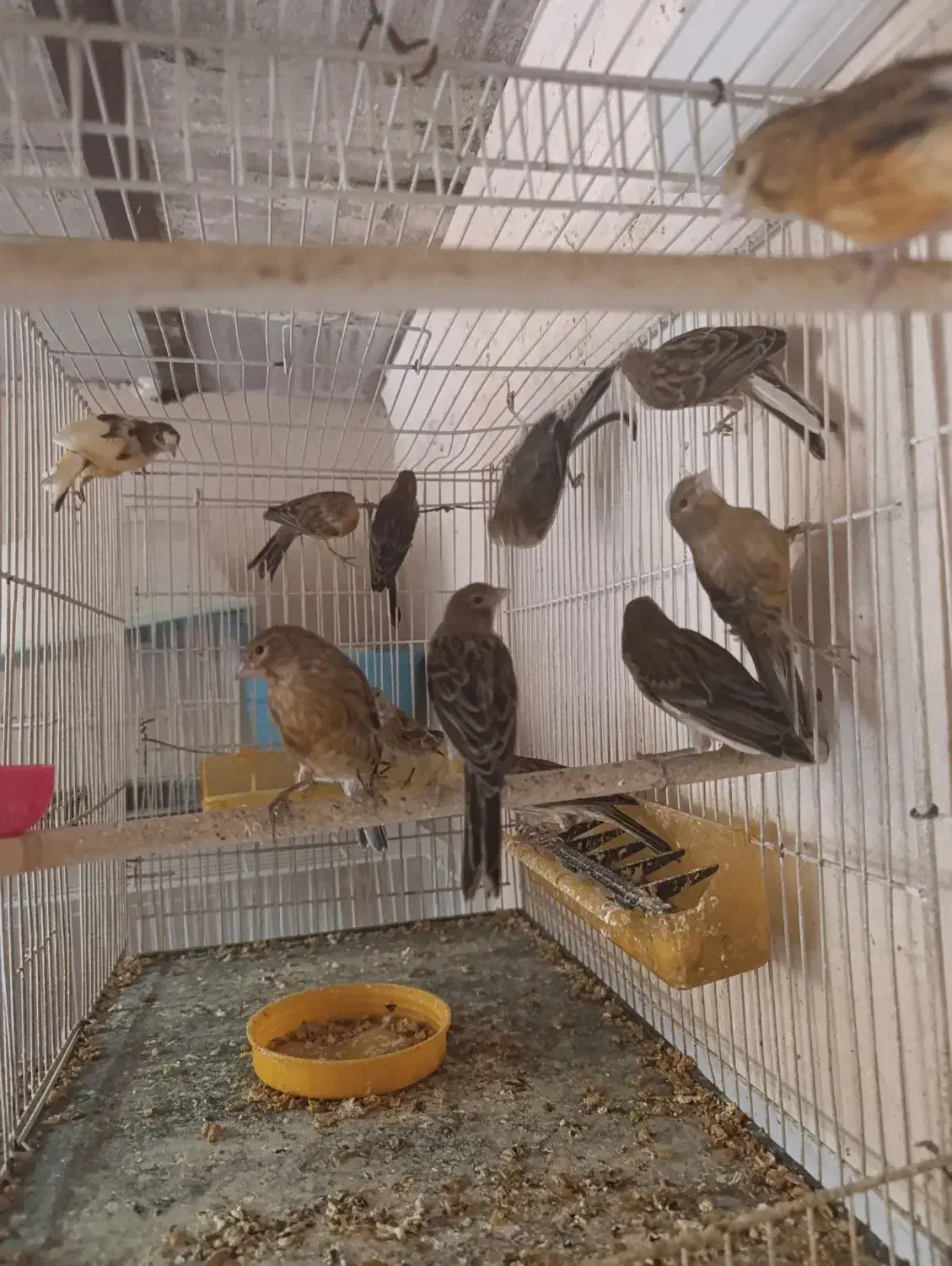 قناری|پرنده|فریمان, |دیوار