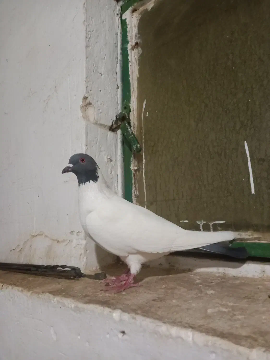 گوباش دورح|پرنده|اردبیل, |دیوار