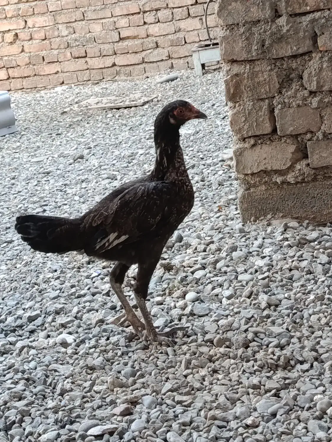 مرغ نسل بالا|حیوانات مزرعه|ایرانشهر, |دیوار