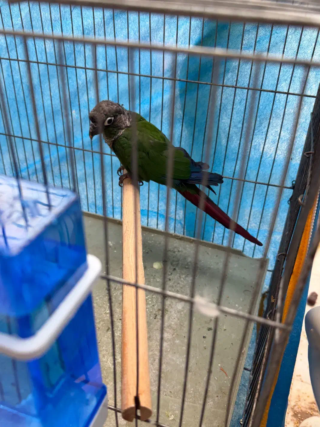 طوطی گیرینچیک|پرنده|سیرجان, |دیوار