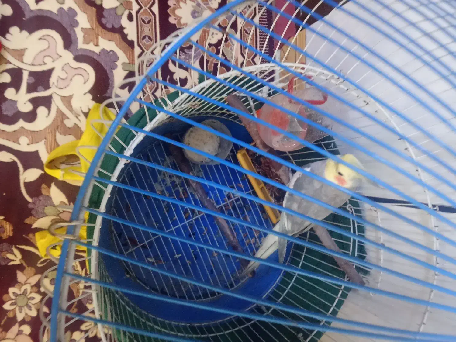 یک عروس هلندی دست آموز نر|پرنده|میاندوآب, |دیوار