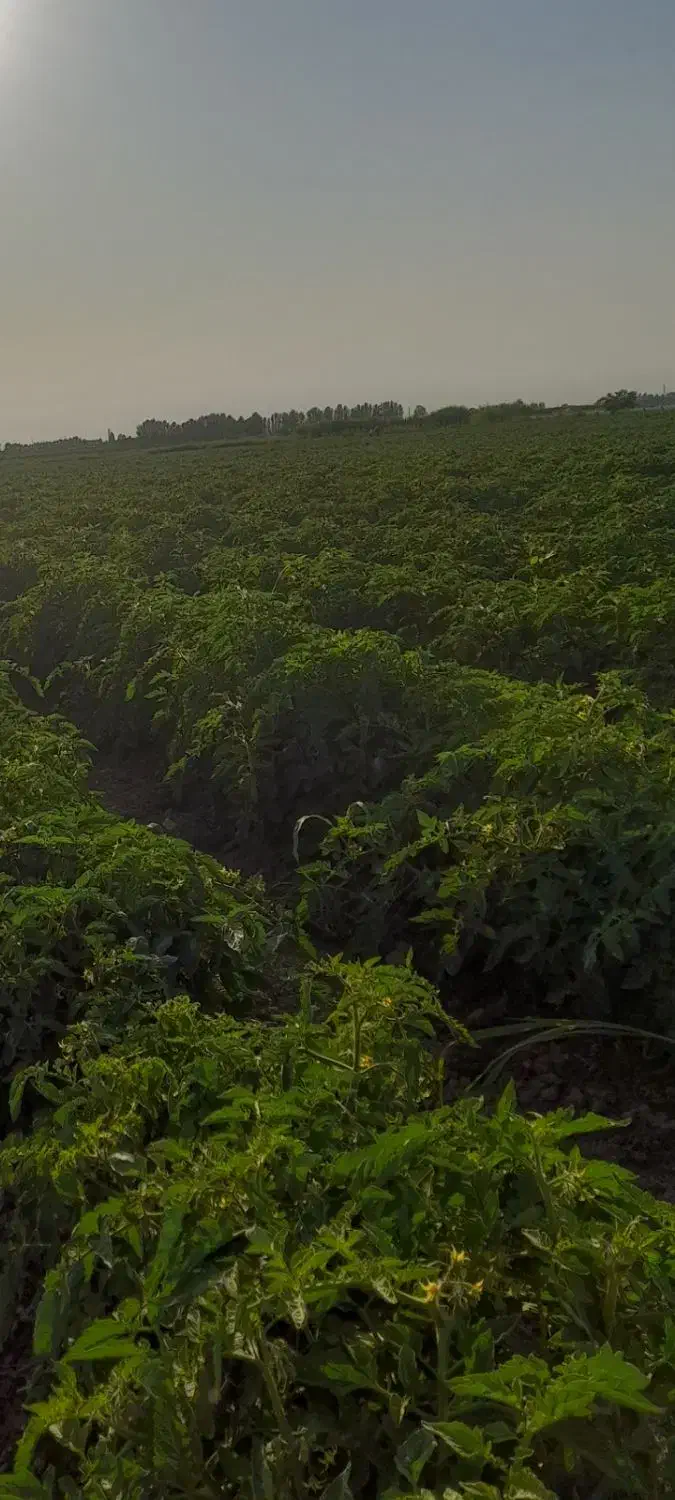 اجاره زمین کشاورزی ابی|اجارهٔ دفتر صنعتی، کشاورزی، تجاری|پارس‌آباد, |دیوار