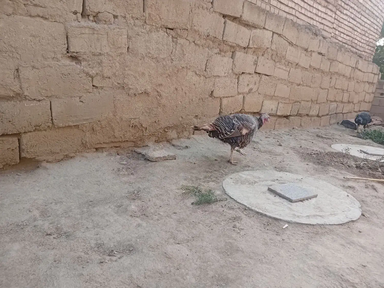 بوقلمون نروماده|حیوانات مزرعه|گنبد کاووس, |دیوار