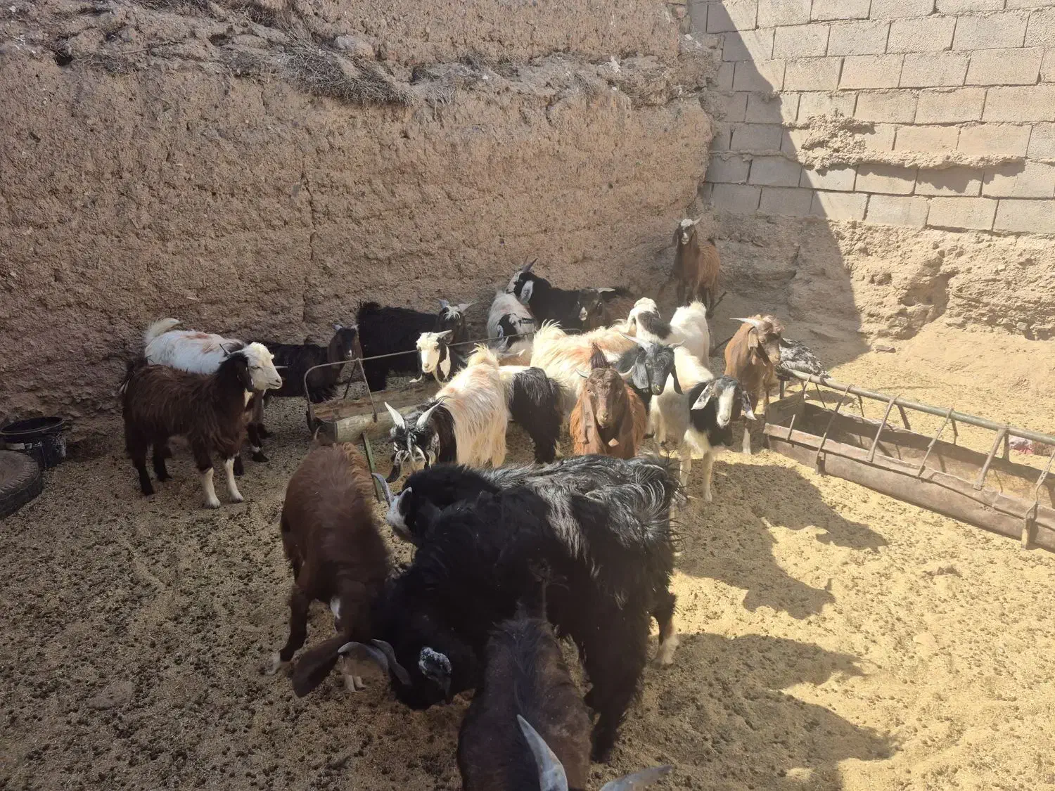 بزغاله دو رگ نیم گوشت|حیوانات مزرعه|بجستان, |دیوار