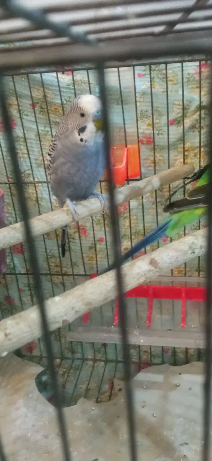 یه جفت مرغ عشق ابی و سبز با قفس|پرنده|پردیس, فاز ۸|دیوار