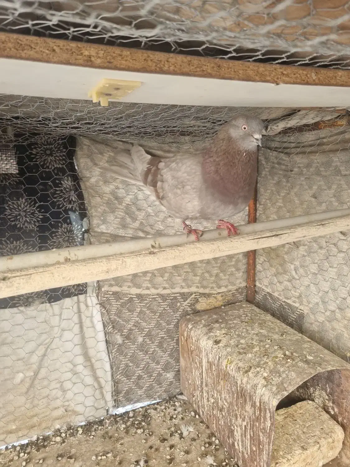 سرخ پیس|پرنده|پیر بکران, |دیوار