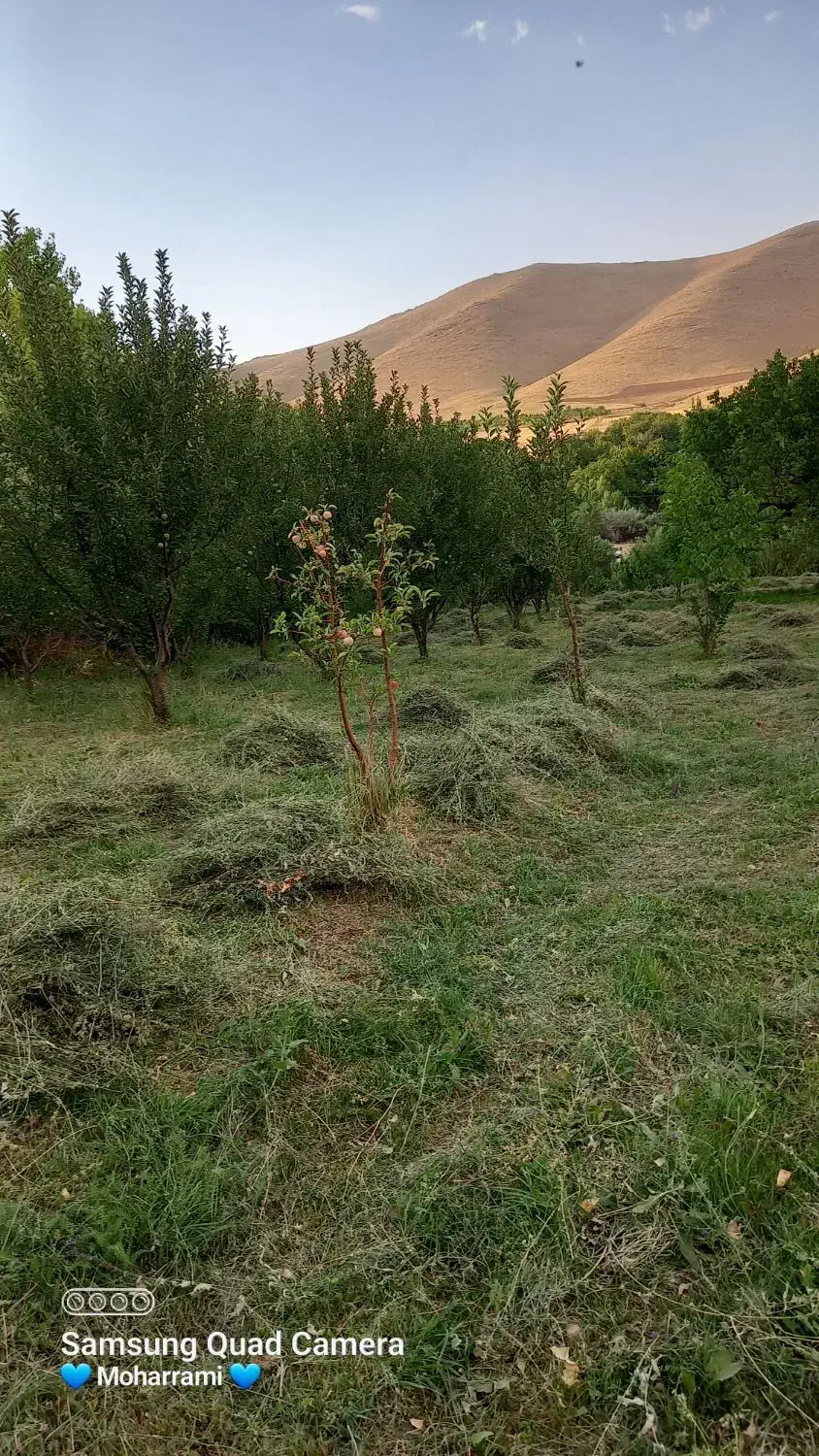 باغ میوه|فروش زمین و ملک کلنگی|سلطانیه, |دیوار