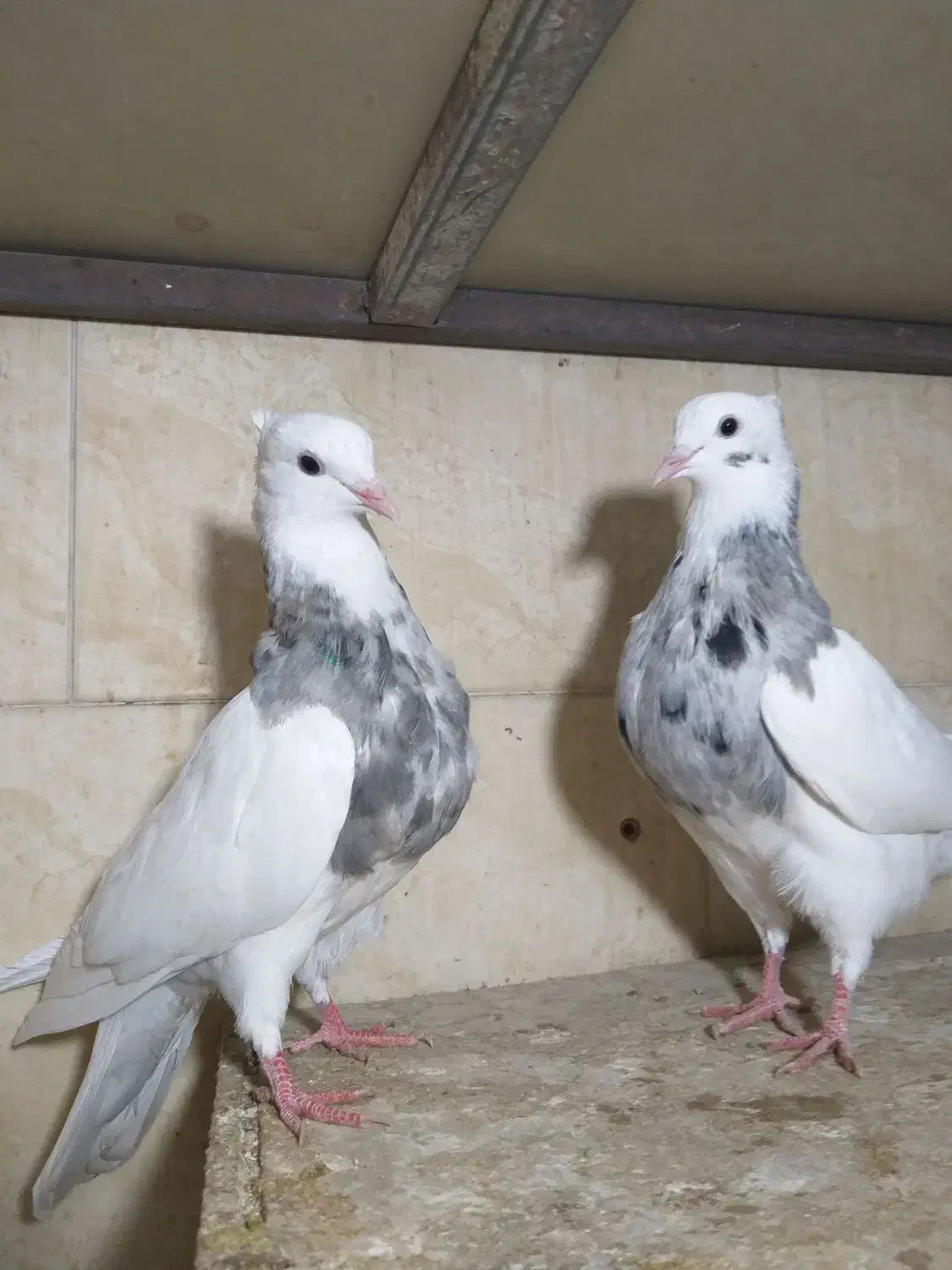 کبوتر طوقی الماسی، آجری|پرنده|وحیدیه, |دیوار