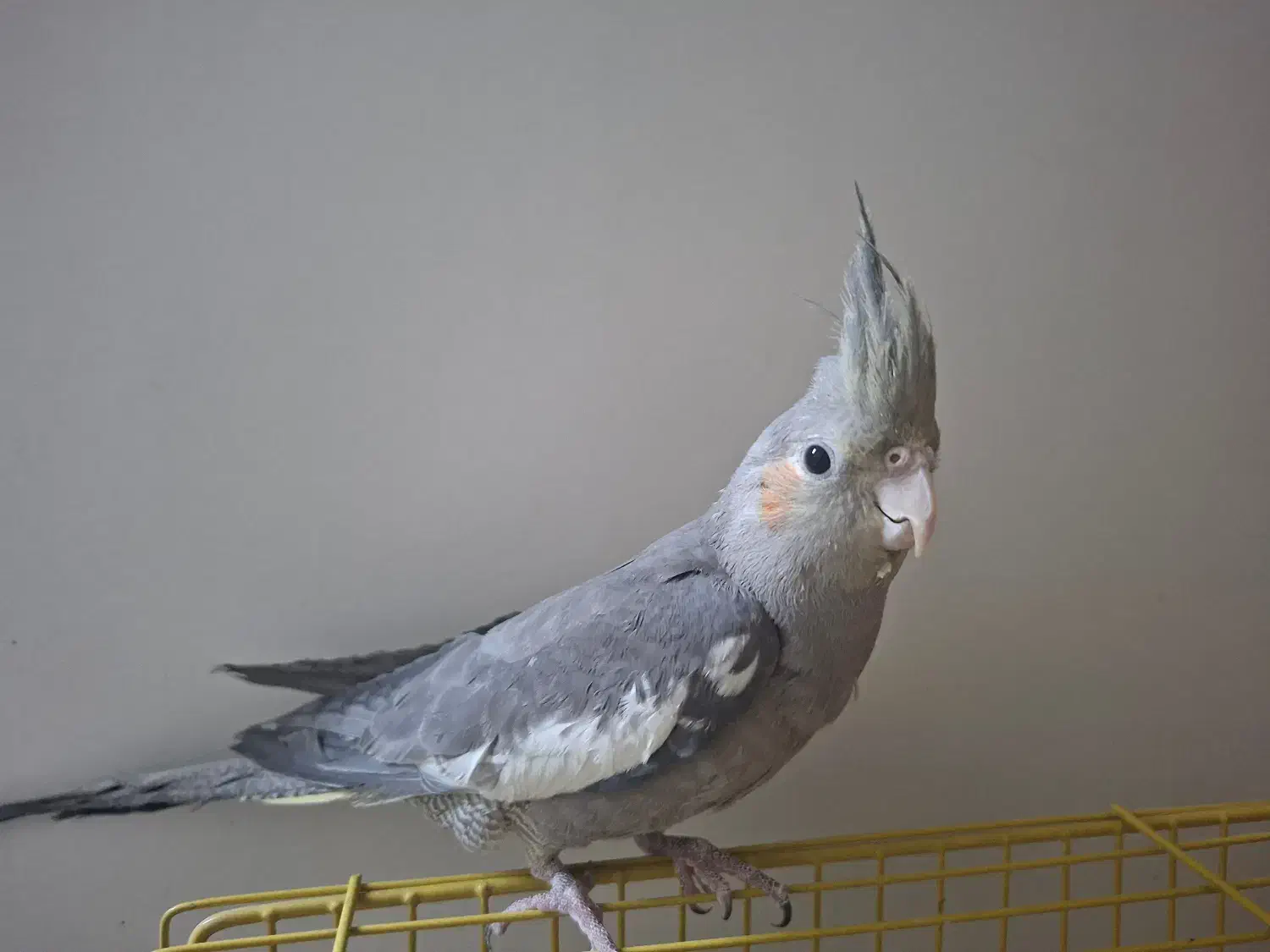 عروس هلندی|پرنده|فولادشهر, B5|دیوار