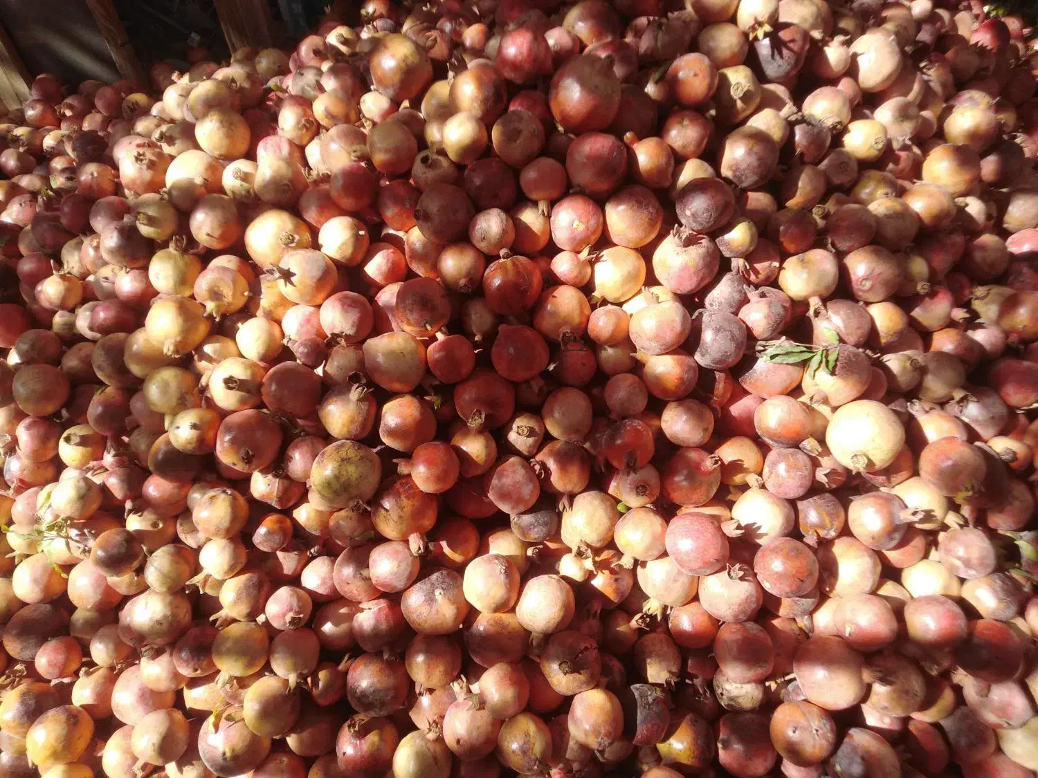 انار اقتصادی آبگیری و رب پزی|خوردنی و آشامیدنی|یزد, |دیوار