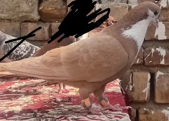 کبوتر ریش زرد|پرنده|سراوان, |دیوار
