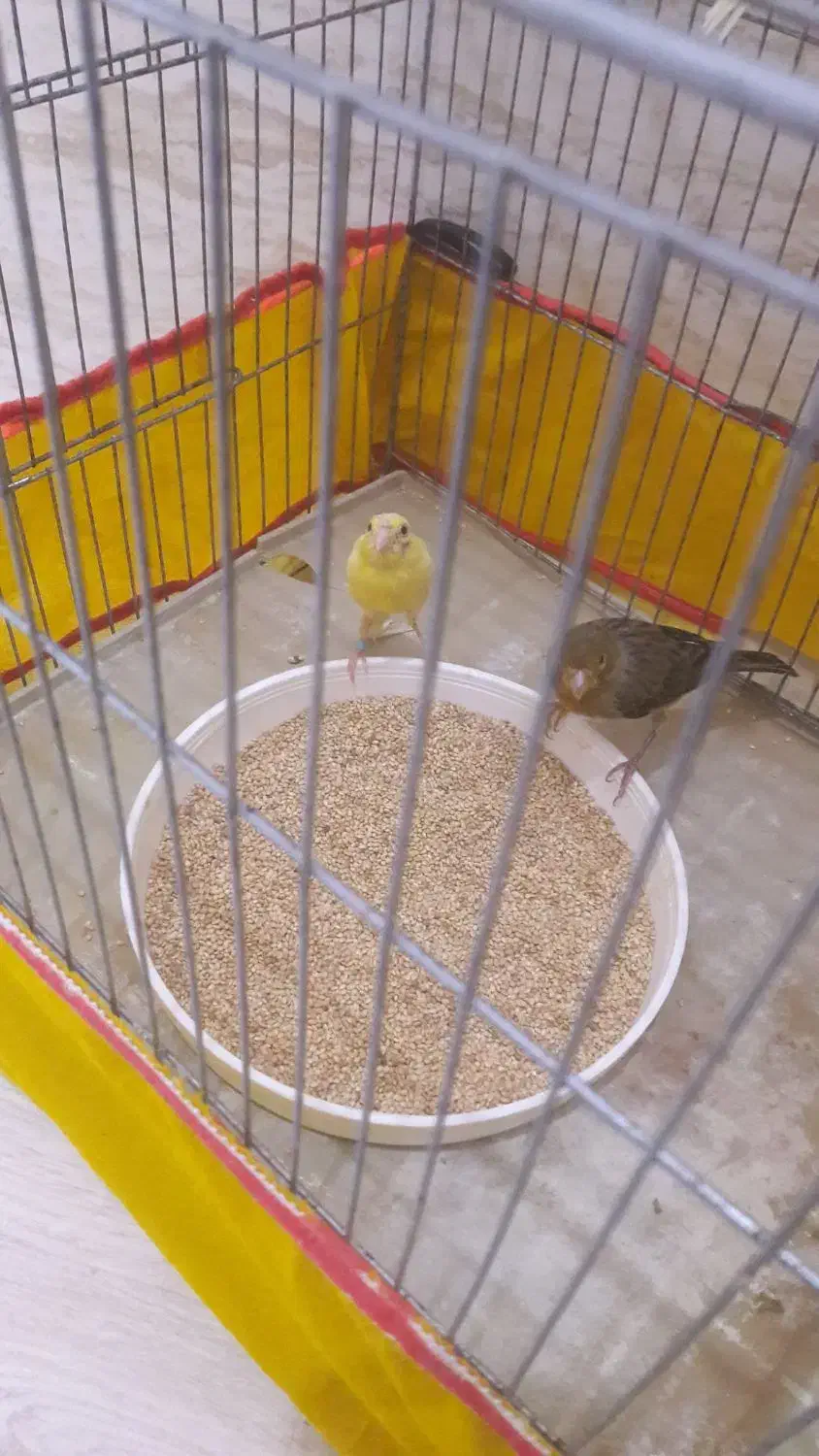 پرنده قفسی|پرنده|آبدانان, |دیوار