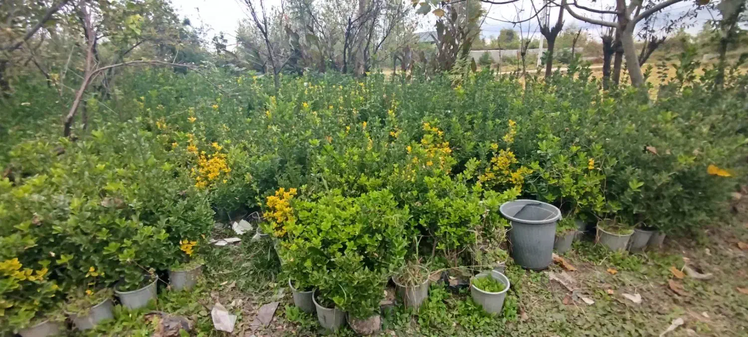 شمشاد گلدان|گل و گیاه طبیعی|سنگر, |دیوار