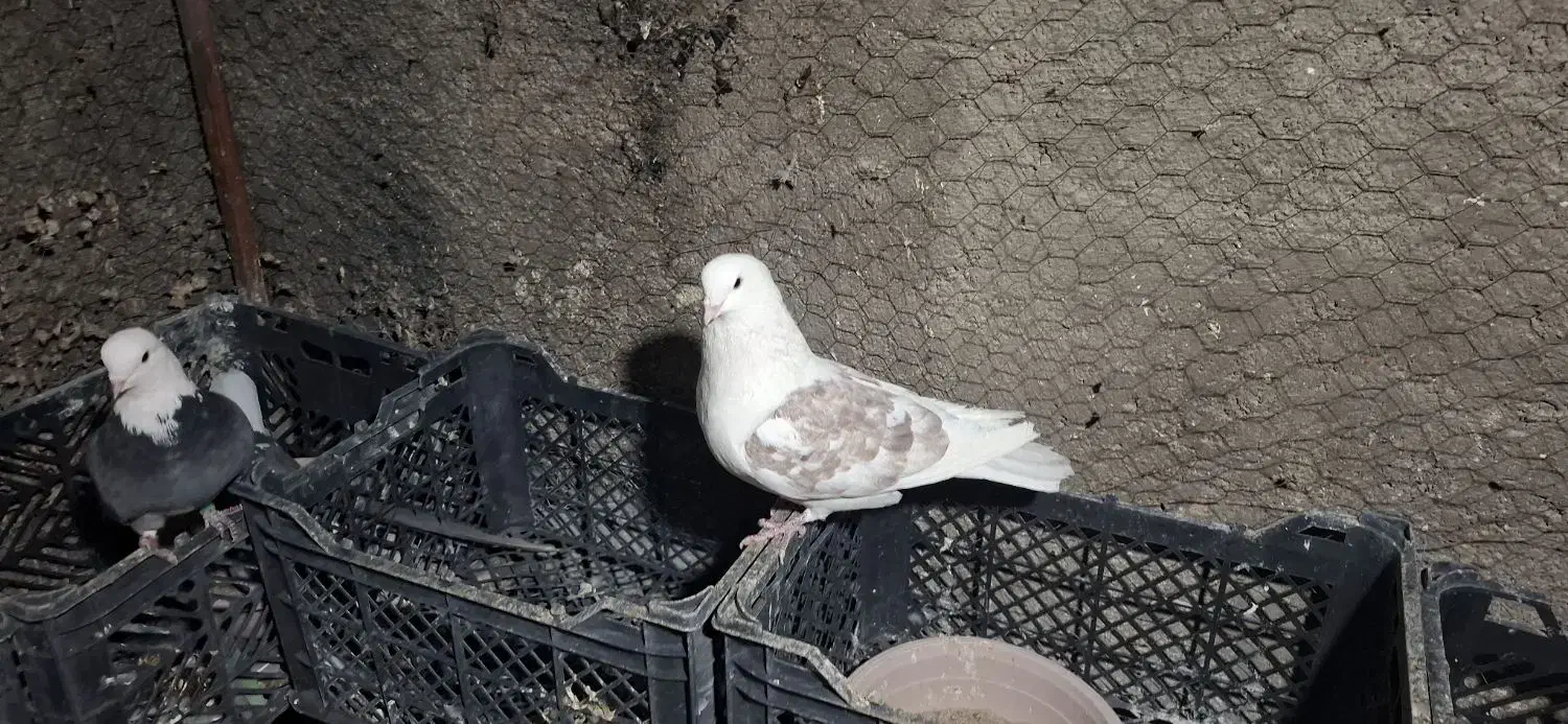 ماده طوقی و ی کت قرمز|پرنده|ساوه, |دیوار