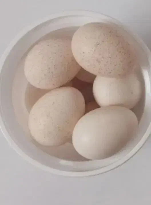 تخم بوقلمون|حیوانات مزرعه|شازند, |دیوار