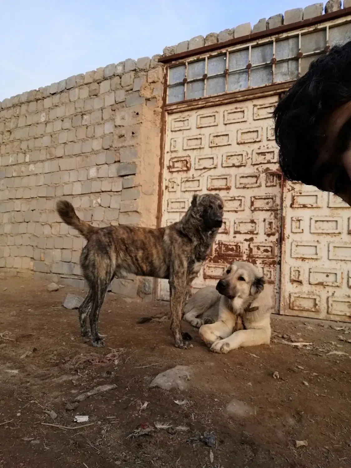 سگ گله|سگ|قم, قلعه کامکار|دیوار