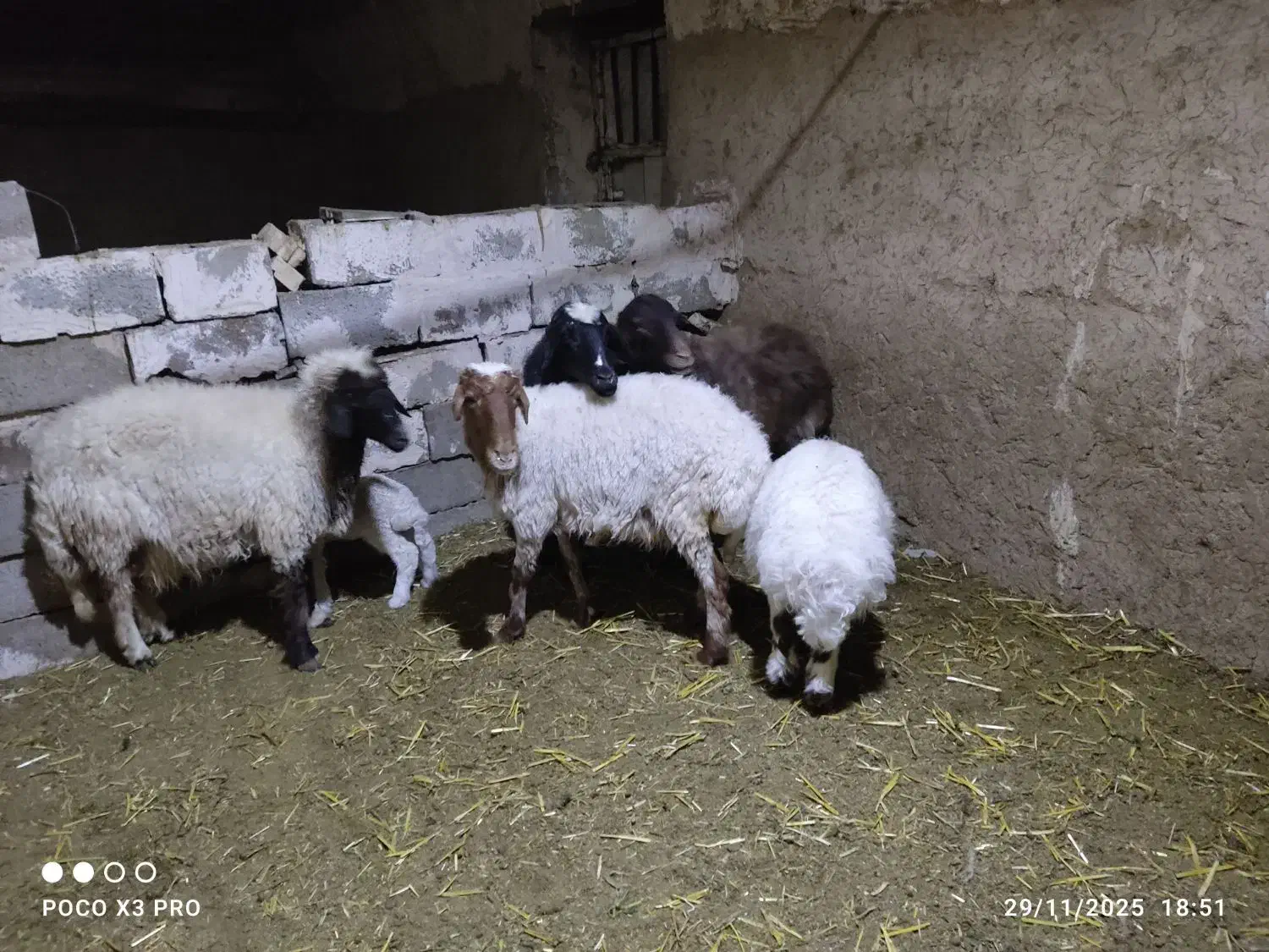 گوسفند|حیوانات مزرعه|خواف, |دیوار