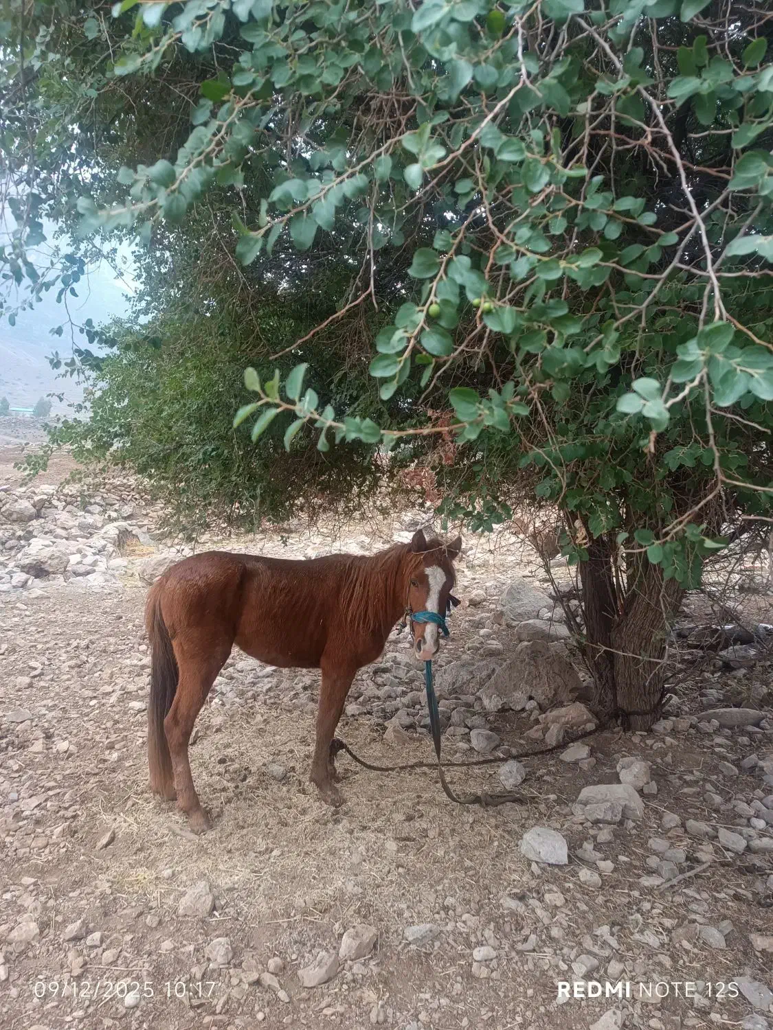 مادیان|اسب و تجهیزات اسب‌سواری|مهران (ایلام), |دیوار