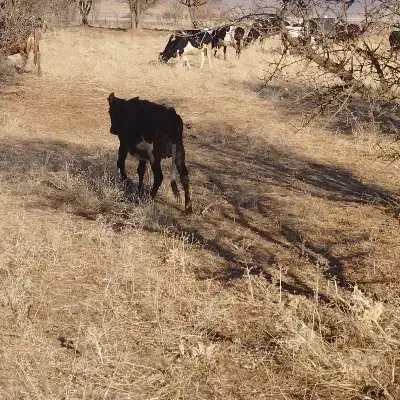 گاو محلی|حیوانات مزرعه|خاو و میرآباد, |دیوار