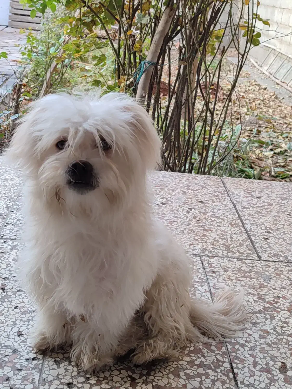 سگ پاکوتاه شیدزو نر|سگ|مشهد, امیریه|دیوار