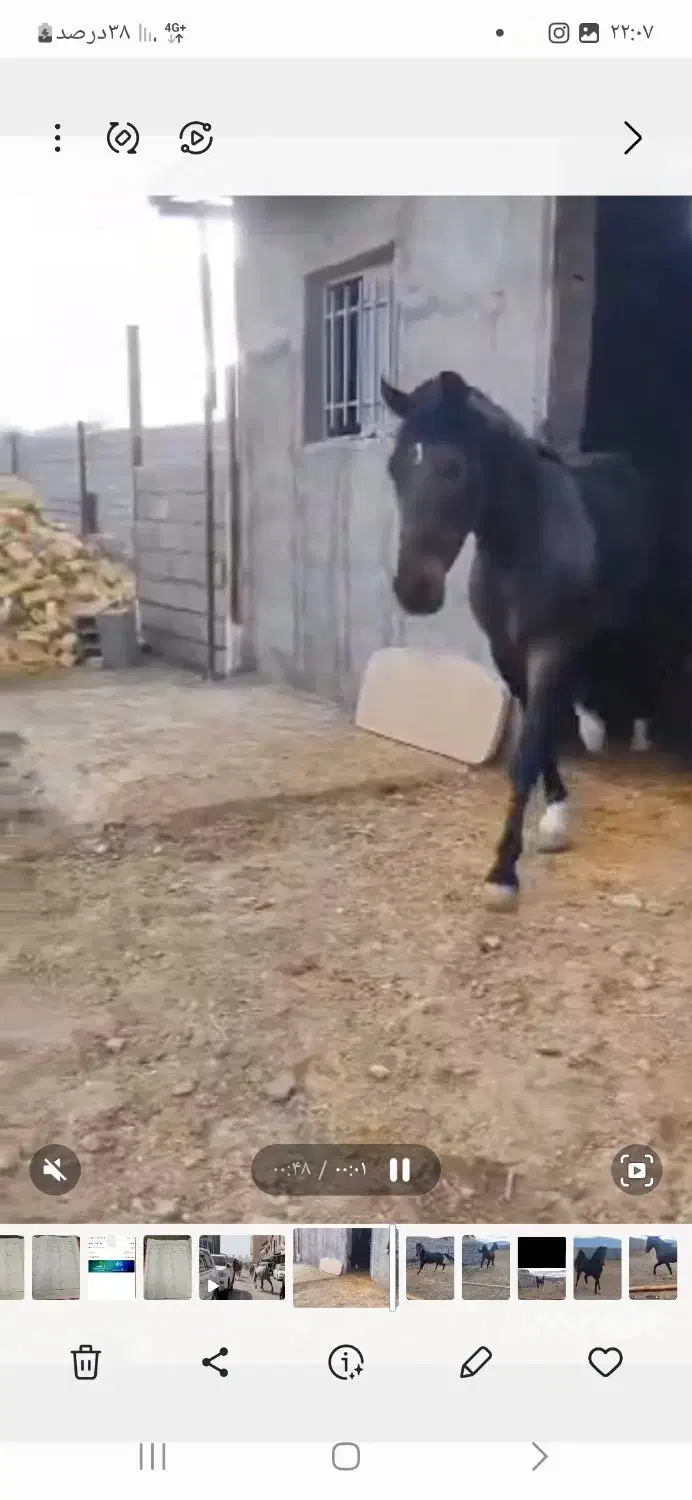 اسب نریان نژادکرد،پرخون ،رام وفرمان پذیر|اسب و تجهیزات اسبسواری|کرمانشاه, |دیوار