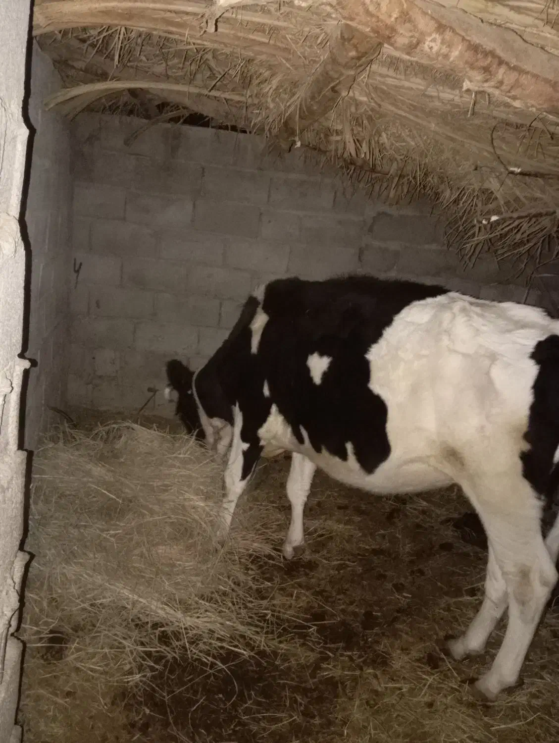 گاو هلشتان ماده|حیوانات مزرعه|گنبکی, |دیوار