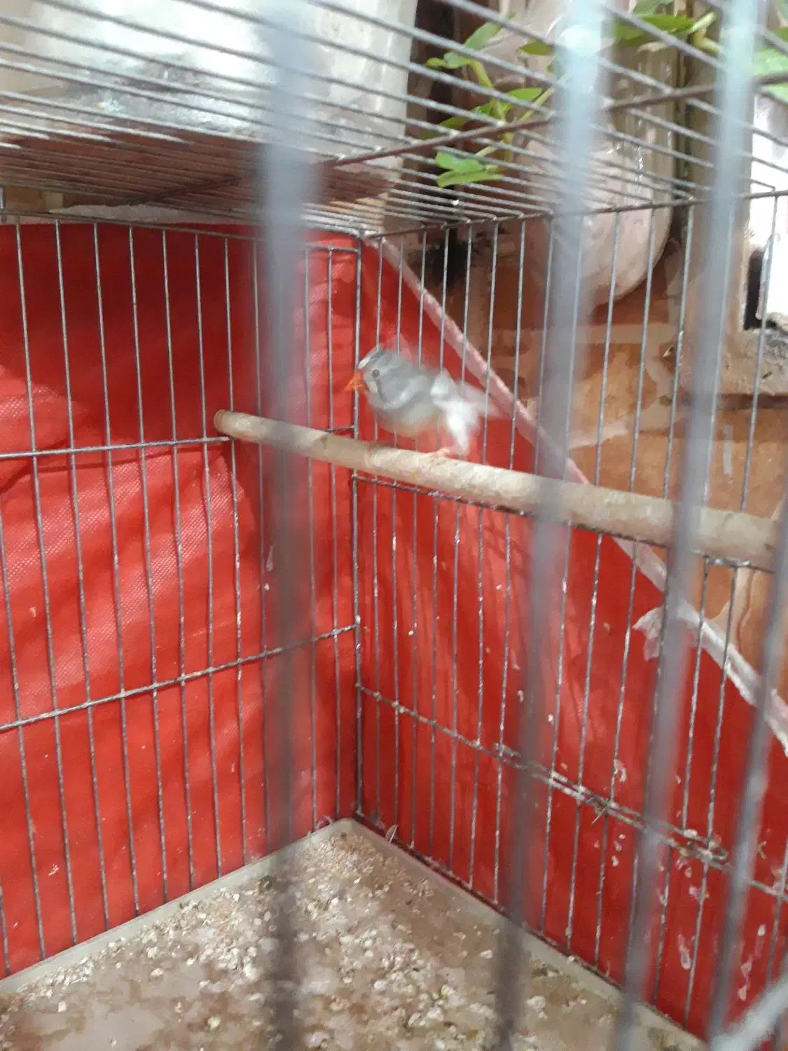 فنج ماده|پرنده|خمینیشهر, |دیوار